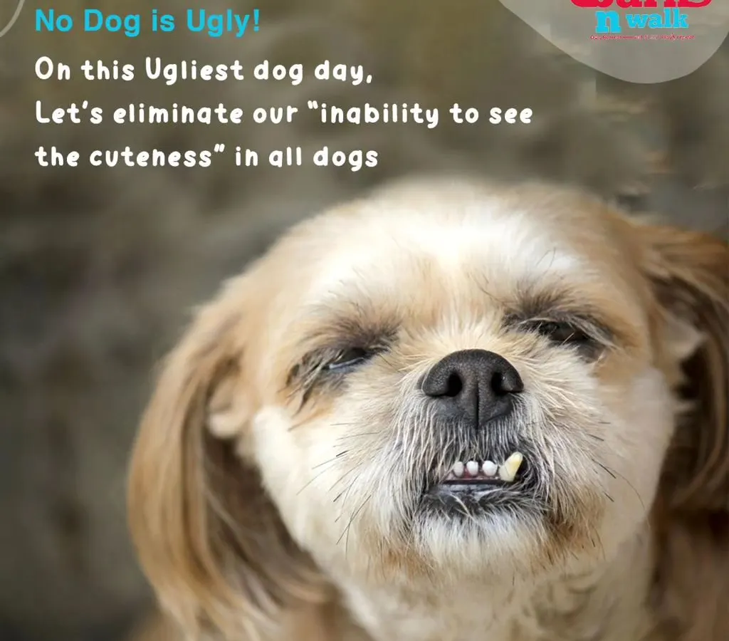This happy face says it all. We create a positive and joyful environment where dogs feel safe, loved, and can truly be themselves. Seeing a dog this relaxed and content is our greatest reward.