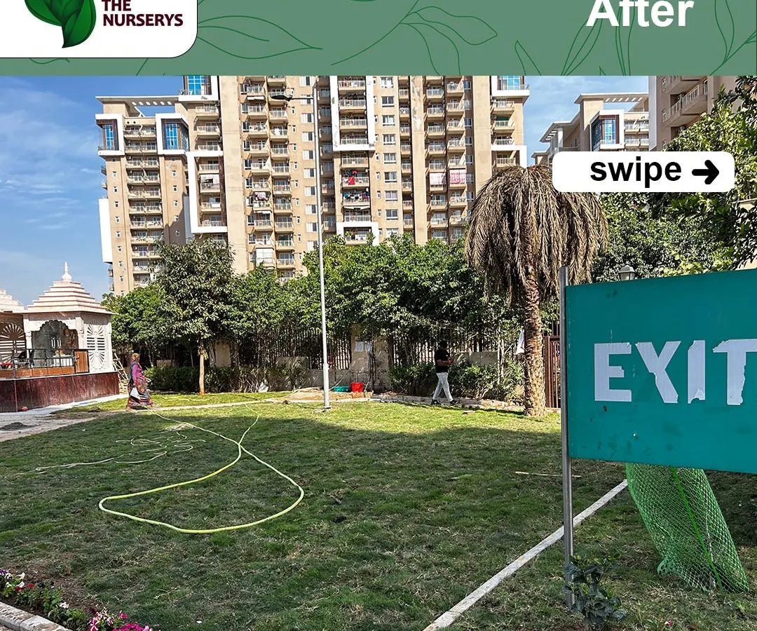 Here is the 'after' view of a large lawn installation project at Emaar Palm Gardens. My team and I laid this natural grass to create a sprawling green space for the community to enjoy. I handle landscaping projects of all sizes, from small balconies to large society parks.