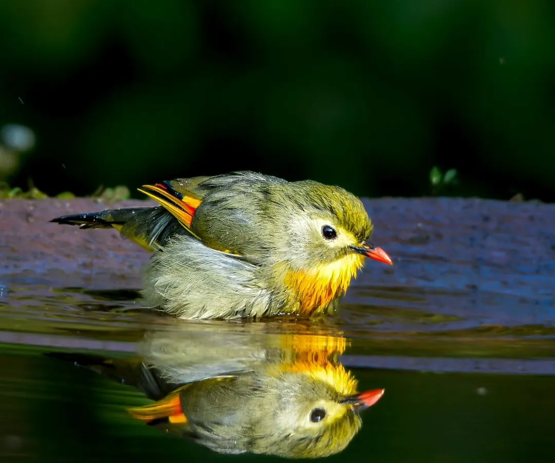 A Red-billed Leiothrix takes a dip in the cool waters of Sattal, Uttarakhand, its vibrant colors creating a perfect mirror reflection. Our workshops focus on mastering light and composition to create such artistic and memorable bird photographs.