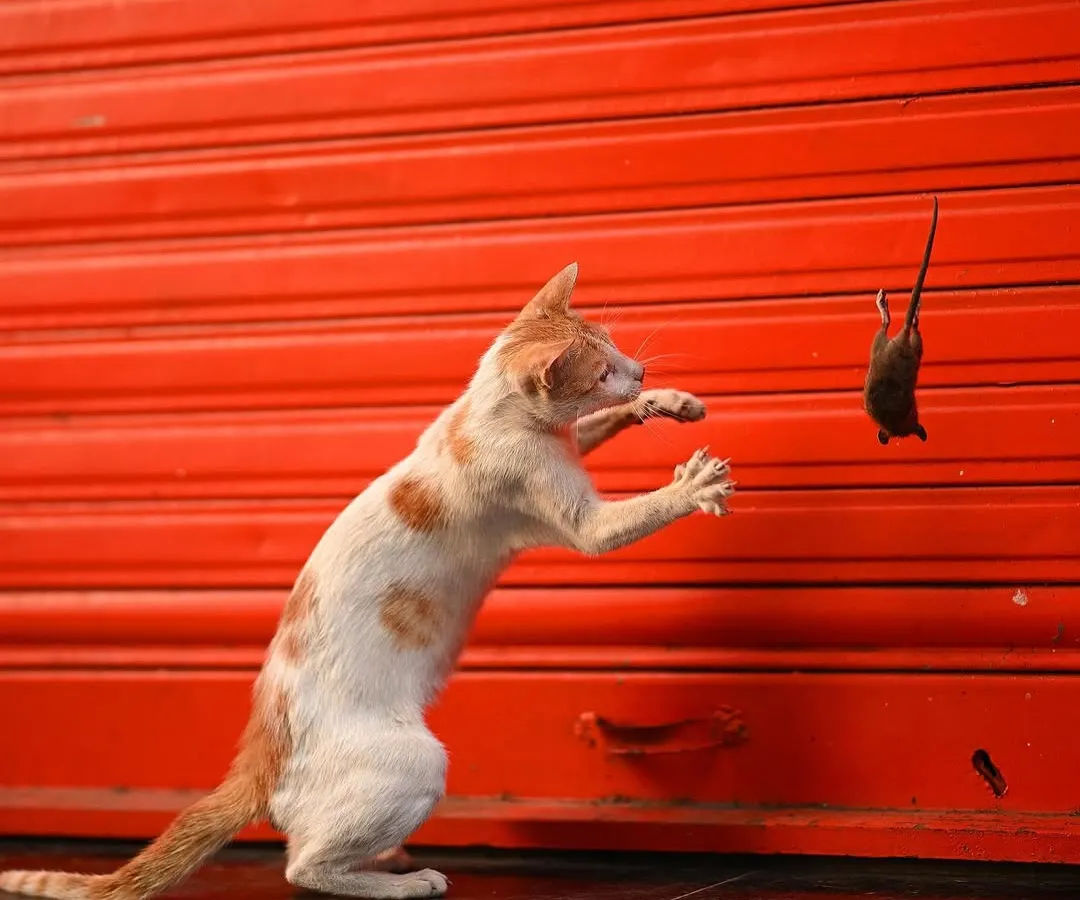A raw moment of urban wildlife. This shot from my series on a street cat's hunt in Mumbai shows the playful yet brutal reality of nature, even in the city. Capturing peak action like this requires hours of patience.