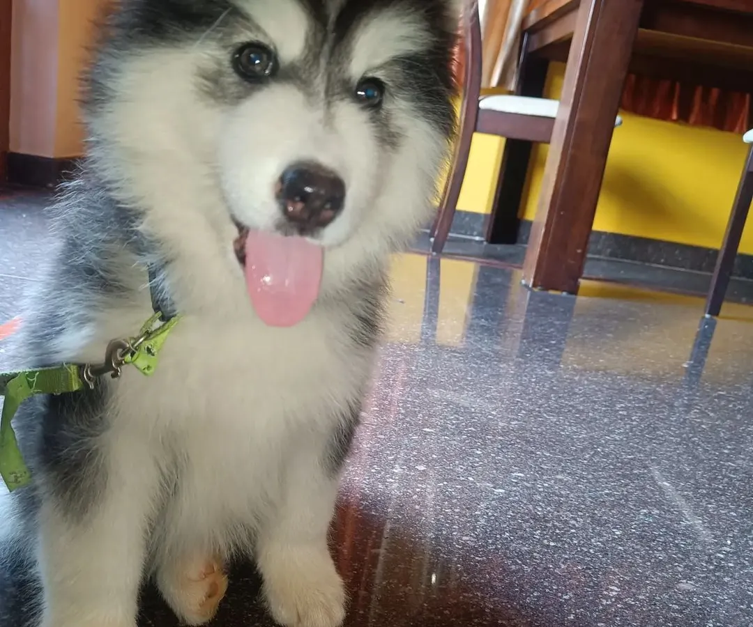 A close-up of one of our Siberian Husky puppies, showcasing the breed's classic markings and inquisitive expression. Our puppies are handled daily to ensure they are friendly, confident, and ready to bond with their new families.