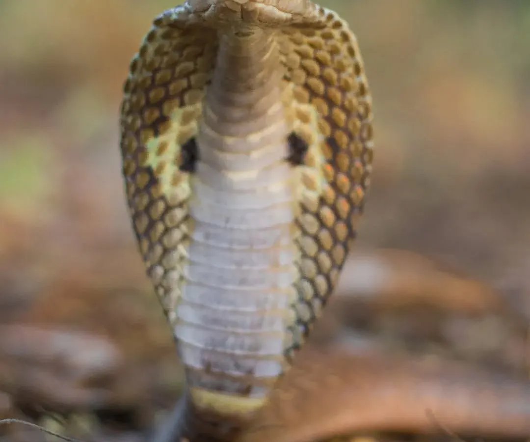 An eye-to-eye portrait of a majestic Indian Spectacled Cobra. My goal is to capture the calm dignity of these often-misunderstood reptiles, showing their beauty rather than invoking fear.