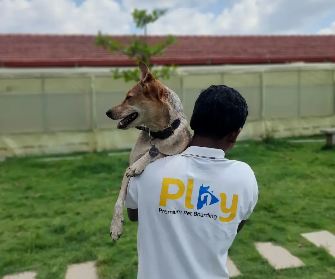When Phoebe wants to be carried, Phoebe gets carried. We treat every pet like royalty and are always ready with a cuddle or a lift when they need it.