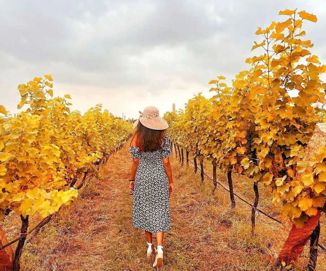 A walk through our vineyards is a truly sensory experience, especially when the leaves turn to gold. This path, winding through rows of vines, is where the story of our wine begins, offering a peaceful escape and a connection to the land itself.