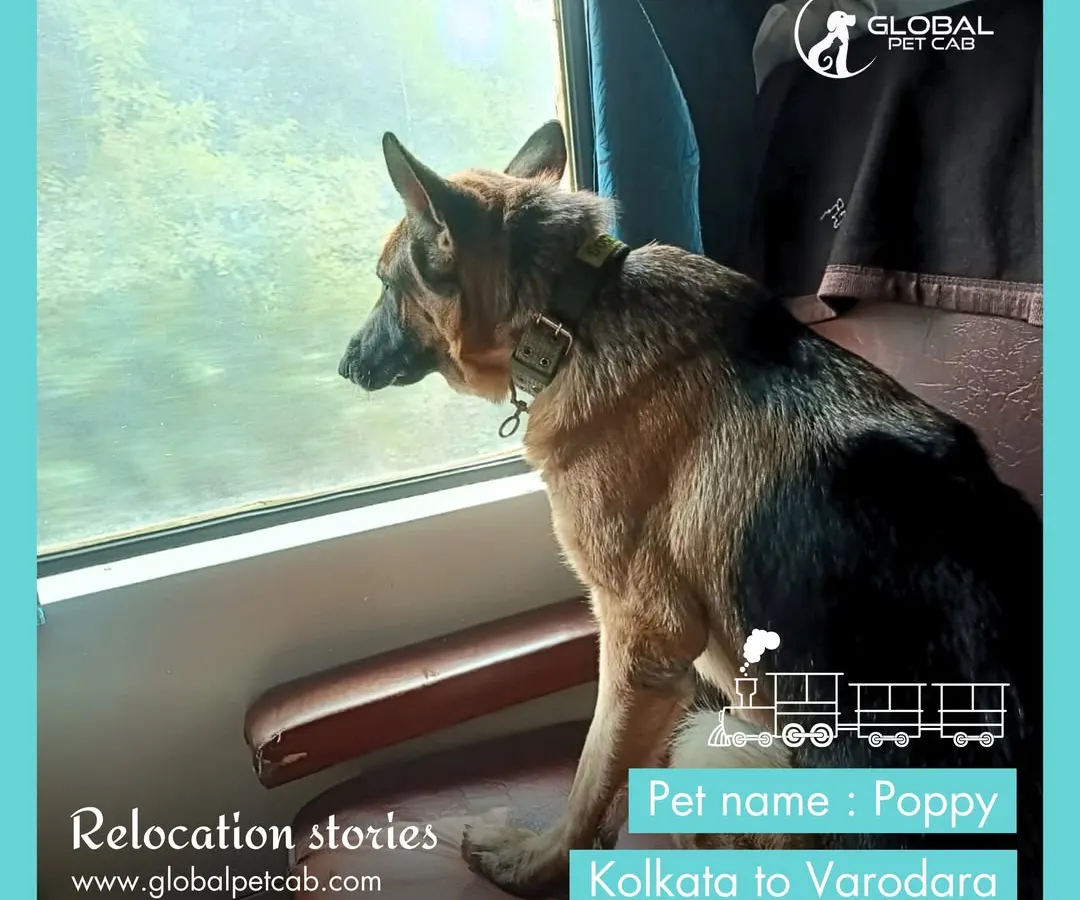 This is Poppy, a beautiful German Shepherd, enjoying the view from her private train coupe on her journey from Kolkata to Vadodara. We ensure pets have the space to relax and feel secure during long-distance train travel.