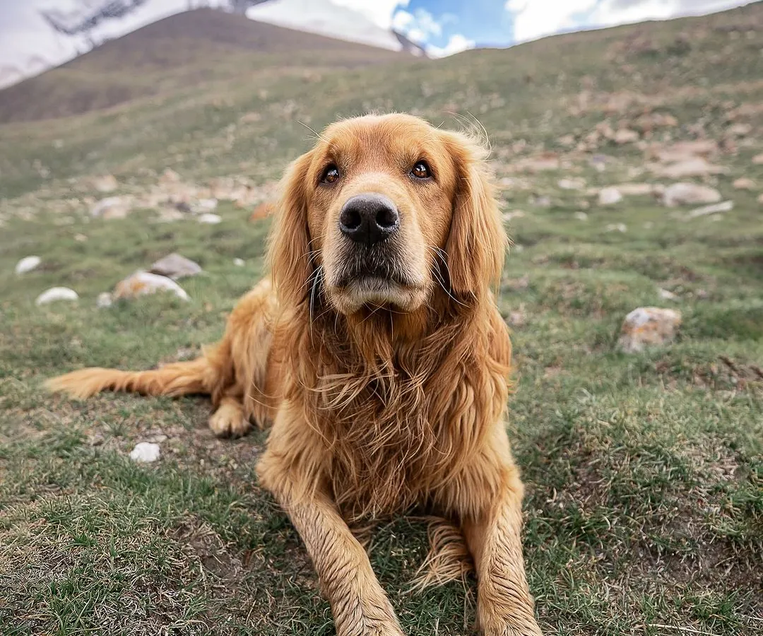 Meet Sir Charles of house Timtim, a majestic Golden Retriever I met at a base camp in the Himalayas. Whether in the studio or on a mountain, I'm ready for an adventure to capture your pet's true spirit.