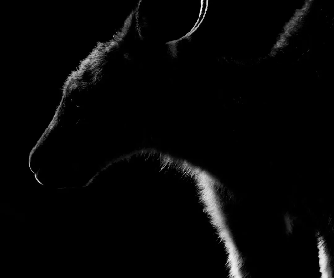 I captured this Eastern Grey Kangaroo in Lysterfield Park, Australia, just as the sun was setting. By positioning myself against the last light, I was able to create this dramatic rim-lit silhouette, highlighting the fine fur along its back and ears against the darkness.