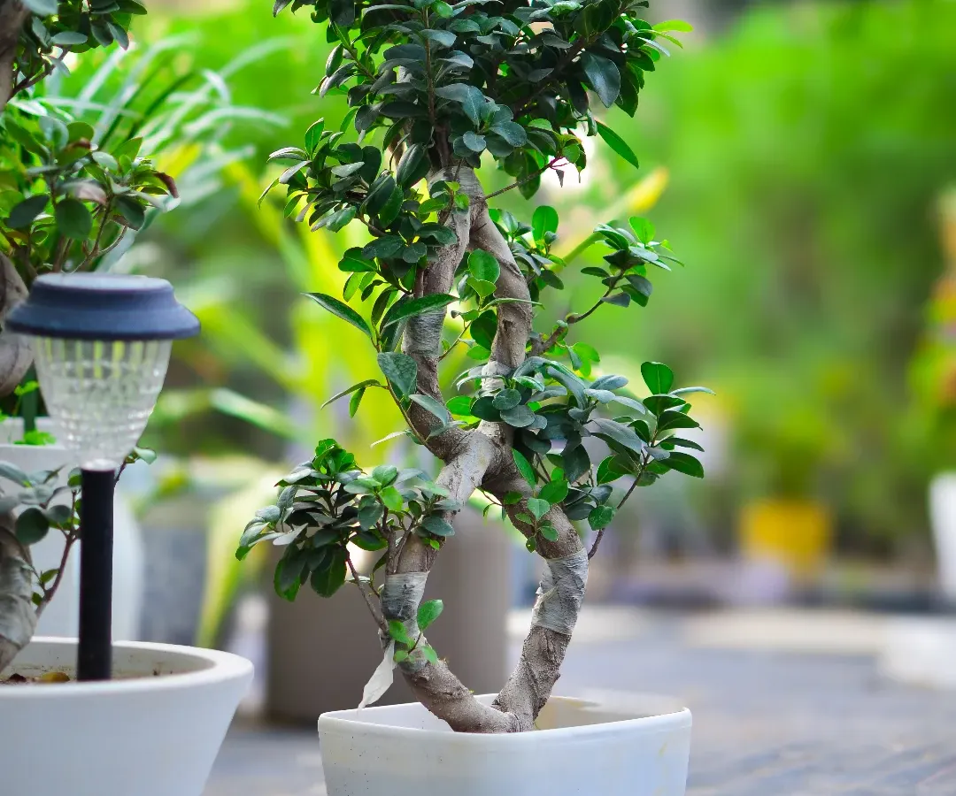 We believe bonsai are living art. This expertly pruned Ficus bonsai, with its beautifully twisted trunk, brings a sense of harmony and sophistication to any room.