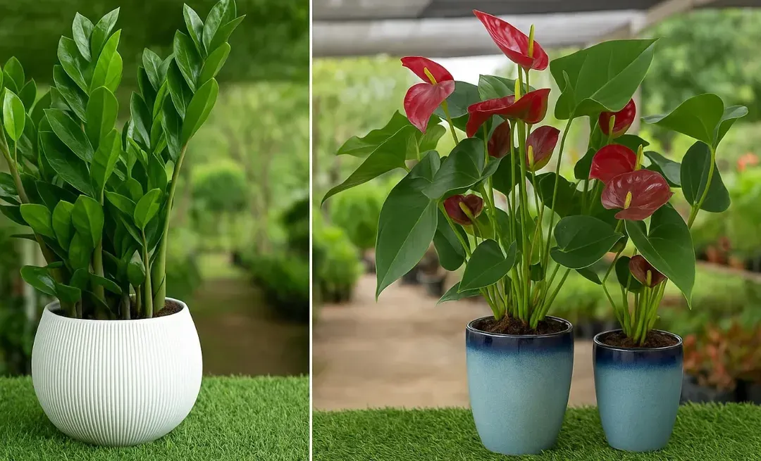 We stock a wide variety of popular indoor plants for every corner of your home. On the left is a low-maintenance ZZ plant, and on the right, a vibrant red Anthurium, both known for their beauty and air-purifying qualities.