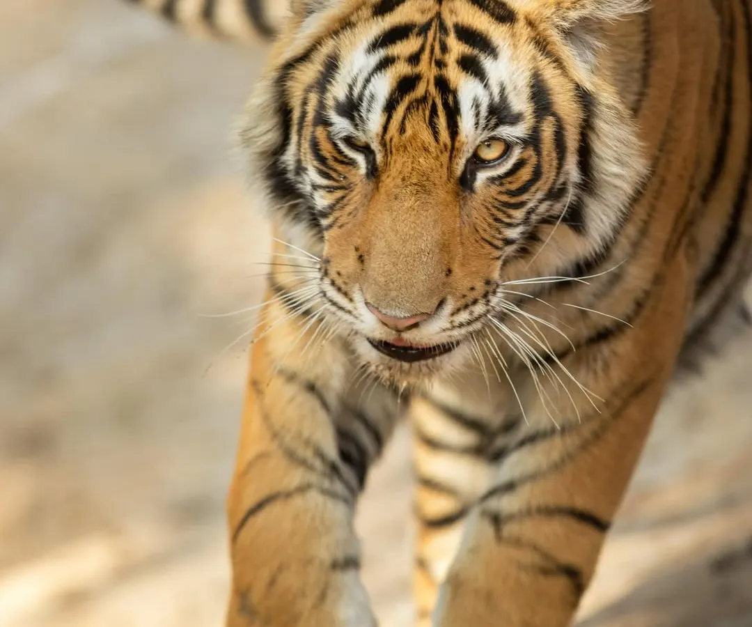 There's nothing like the feeling of a tiger walking straight towards you. This head-on shot captures the intense gaze and powerful presence of a Bengal tiger. On my workshops, I teach you how to get these impactful, low-angle portraits safely and ethically.