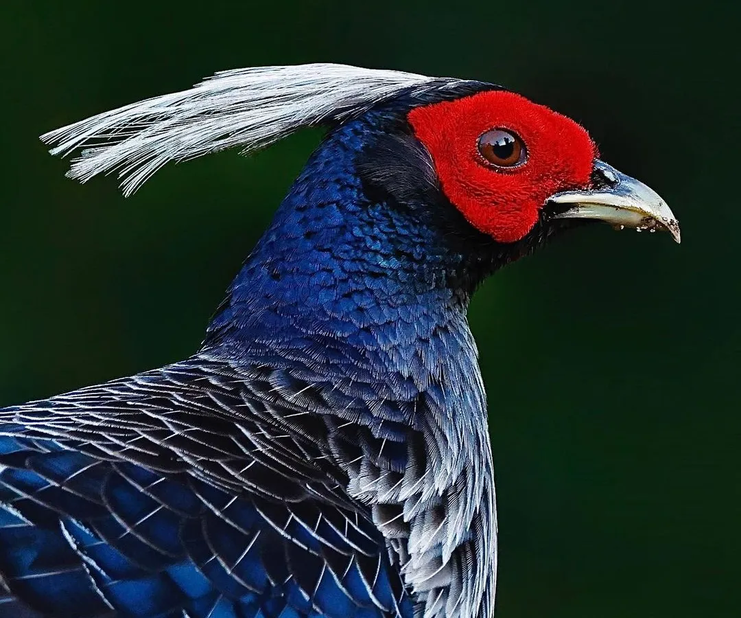 The magnificent Khalij Pheasant in a detailed portrait. The image highlights its striking red facial skin, elegant white crest, and the intricate pattern of its deep blue and grey plumage, showcasing the regal beauty of this gamebird.