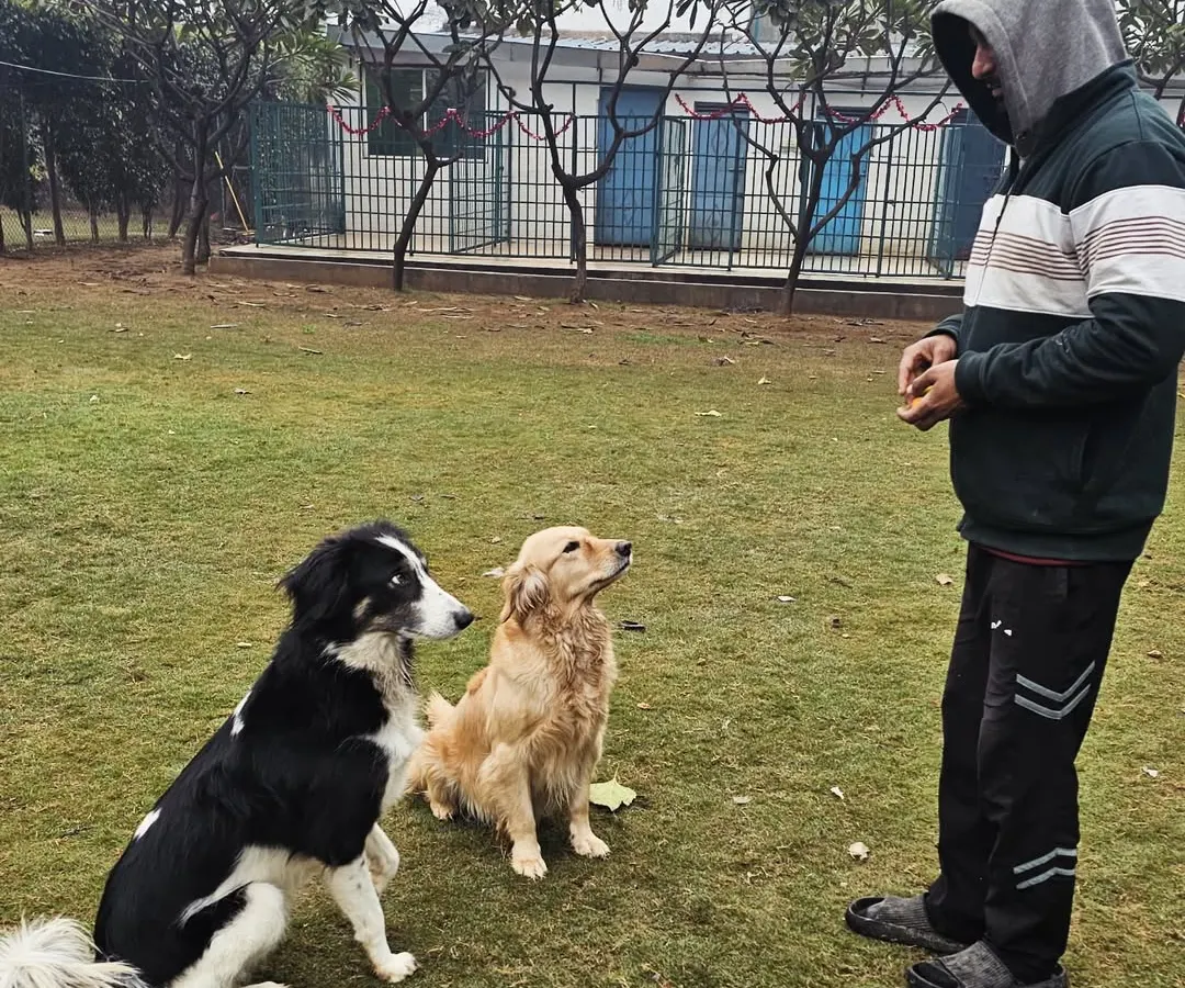 A key part of my training philosophy is teaching calm focus, even in a group. Here, I'm working with a Border Collie and a Golden Retriever, guiding them to wait patiently for their reward. This kind of impulse control training is fundamental for a well-behaved and balanced dog.