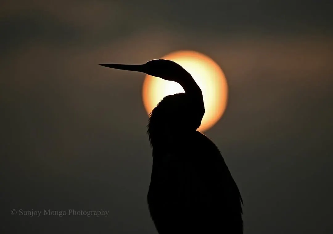 Fleeting sunsets often make me leave whatever I am doing. To watch one with a bird, its snake-like form silhouetted in the heart of the fading sun, is a profound experience. It feels as though God alone is the painter of such sublime beauty.