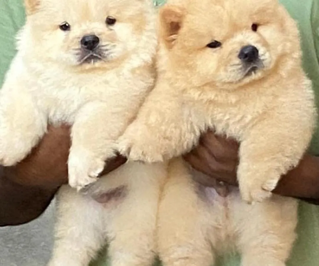 I am proud to present these two exceptional Chow Chow male puppies. They have the classic lion-like appearance with a dense, fluffy coat and are calm by nature, ready to become the centerpiece of a loving family.