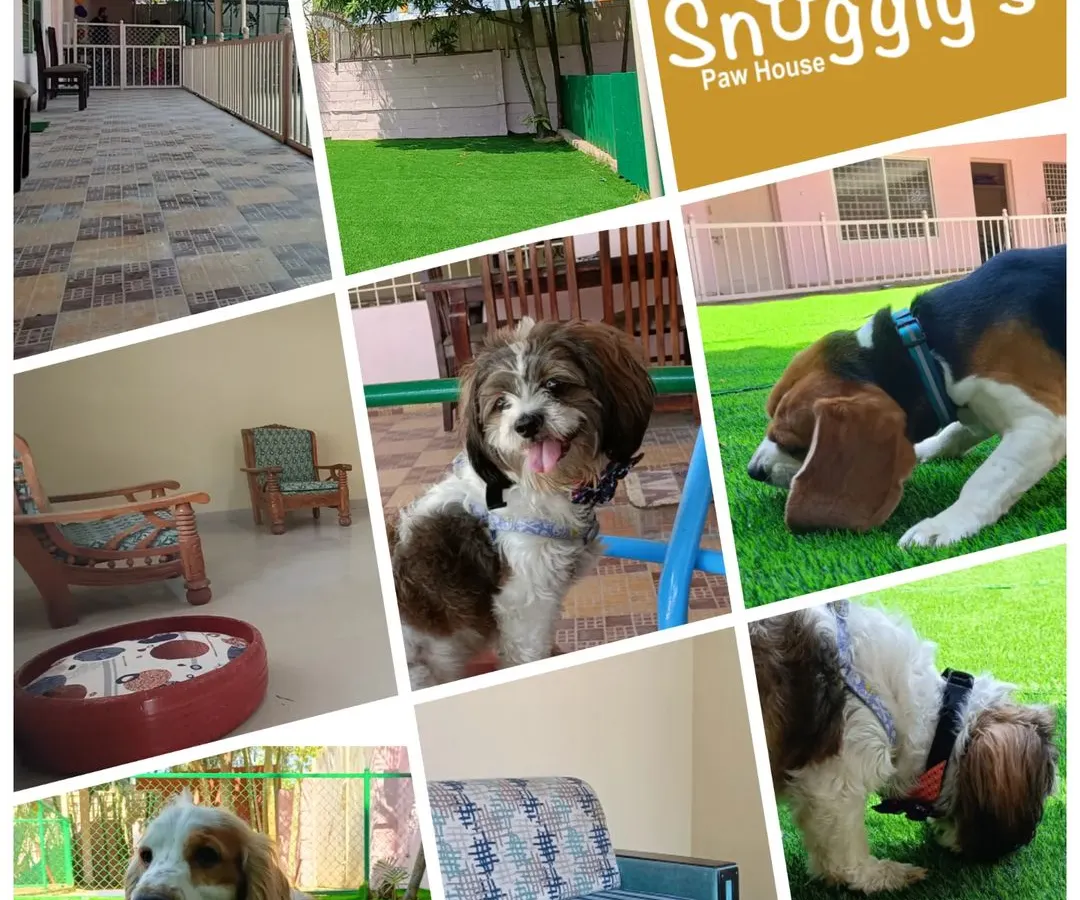 A snapshot of everything we offer: sunny outdoor spaces, comfy indoor spots, and lots of happy furry faces.