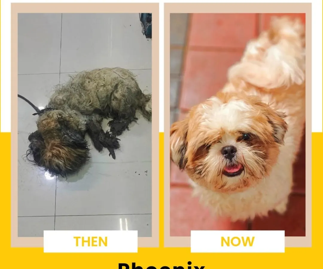 This is Phoenix. Found discarded in a heap of garbage, matted and near death, his transformation is a testament to what is possible with dedicated care. His story shows that even from the darkest places, life can rise again.