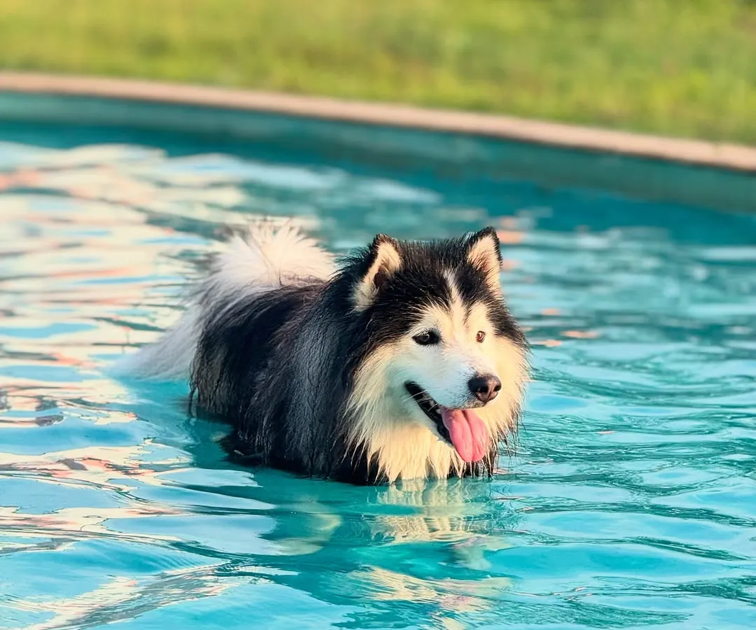 Nothing beats the Bengaluru heat like a cool dip in our pooch pool. This beautiful husky knows how to enjoy the perfect afternoon splash at our doggy daycare.