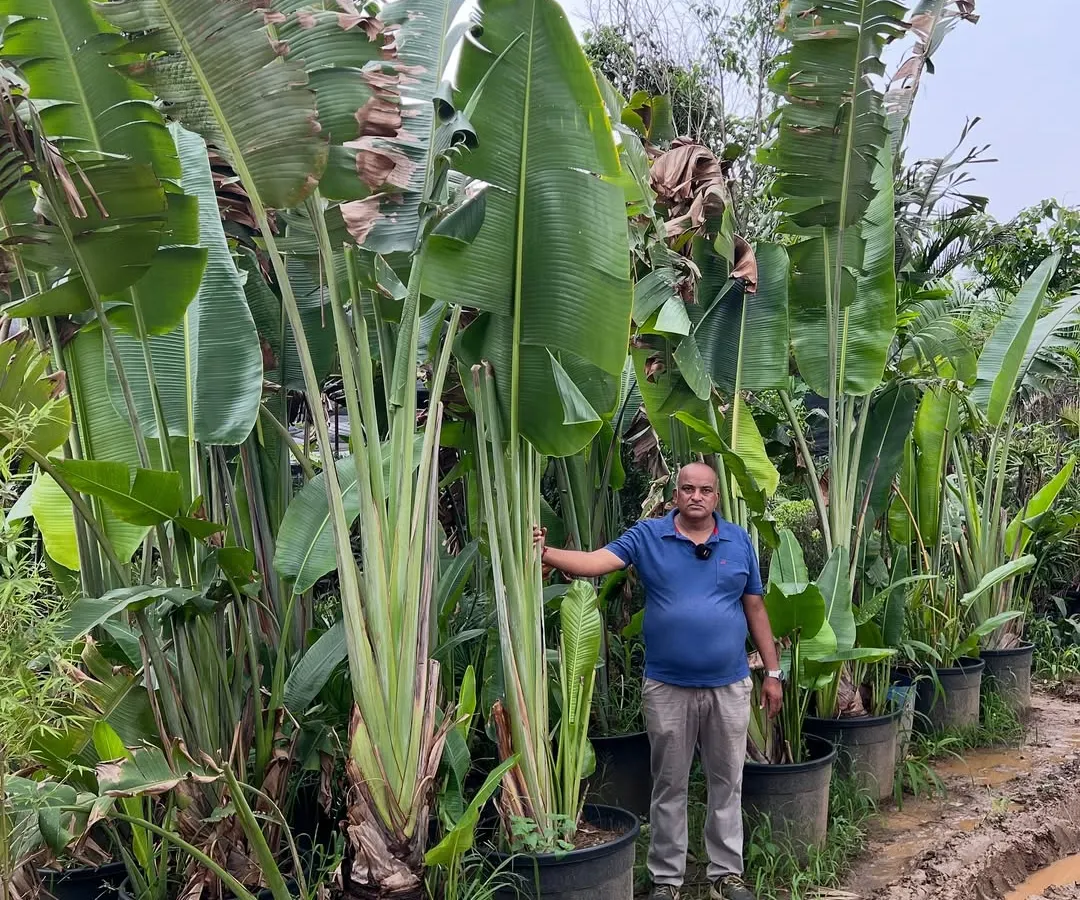 Here I am with our collection of large Bird of Paradise plants. These are perfect for creating a tropical, high-end look in hotel lobbies, showrooms, or large office spaces. We have them in sizes that make a real statement.