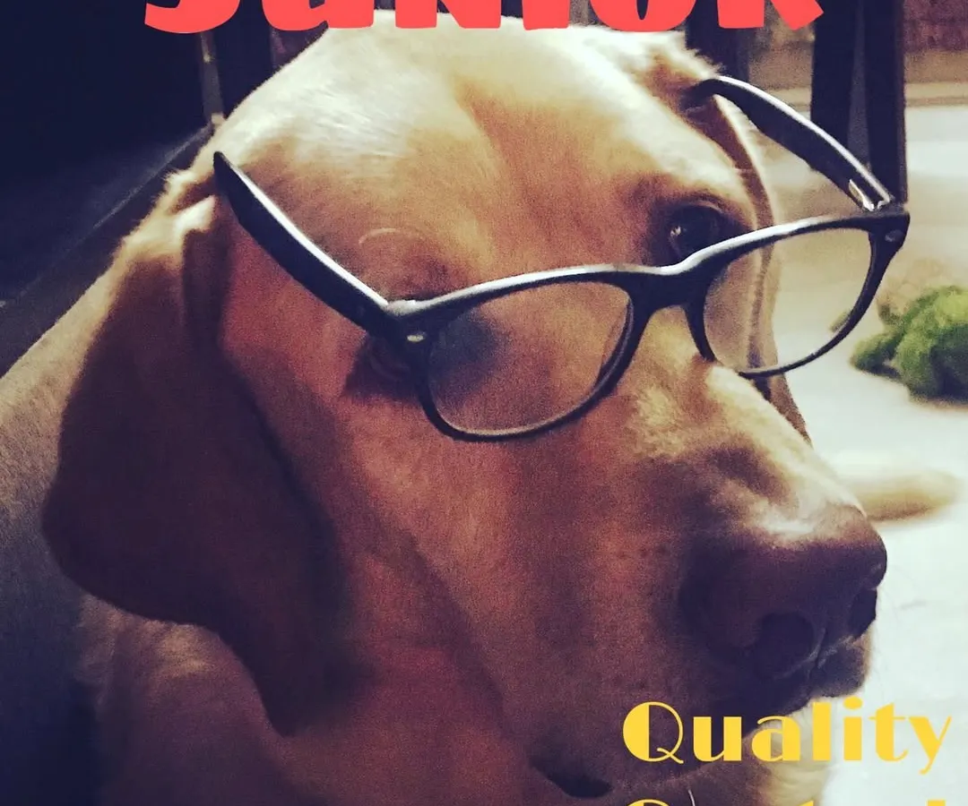 Meet Chef Junior, my Labrador and the most important member of our team. He's our official Quality Control expert, and no treat leaves our kitchen without his enthusiastic paw of approval.