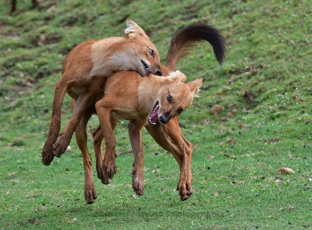 Wildlife is not just about solitary grandeur; it is also about dynamic interaction. Here, two Dholes, or Indian Wild Dogs, engage in a boisterous display of social bonding. Capturing such fleeting moments of animal behavior is a key focus of my photography workshops.