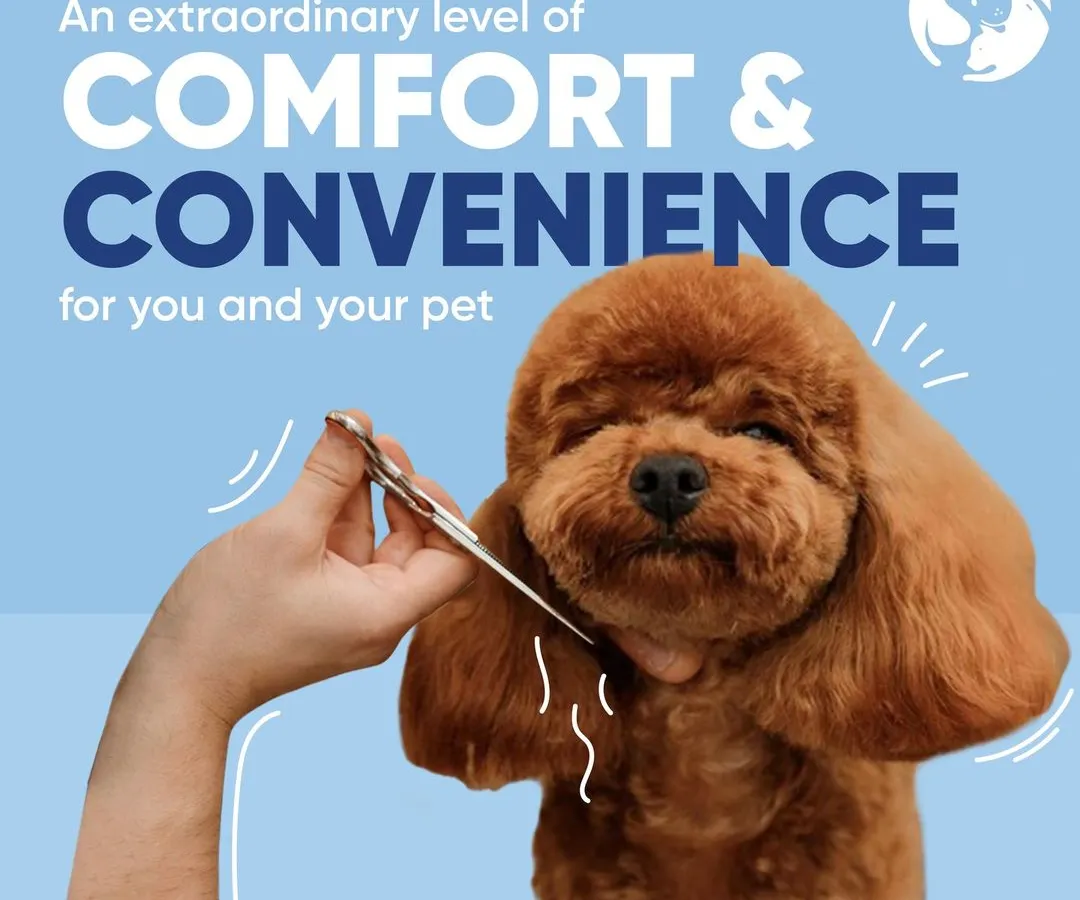 I provide precise, gentle trims for a perfect look. This close-up of a poodle getting a haircut highlights the comfort and convenience of my at-home pet grooming service, where your pet gets my undivided attention.