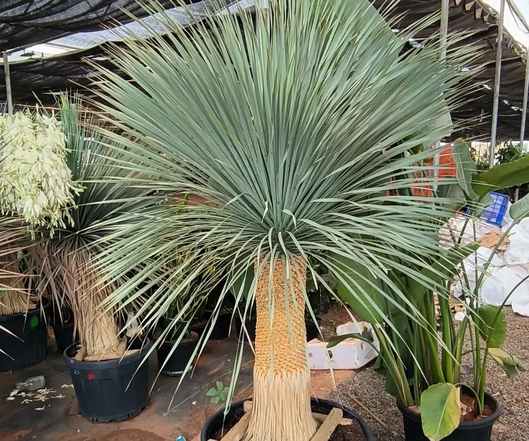 This Yucca Rostrata is a true showstopper. We source large, architectural plants like this that can become the living centerpiece of your garden or outdoor space.