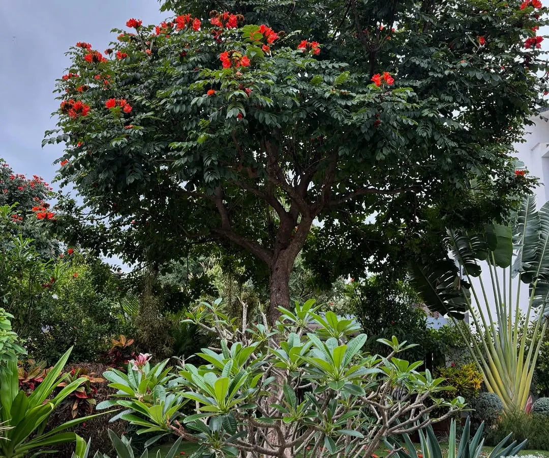 Here, an African Tulip tree stands tall over a dense, layered garden. We designed this space to be a private oasis, using a rich mix of plants to create a natural screen from the street while offering a vibrant, colorful view from inside the home.