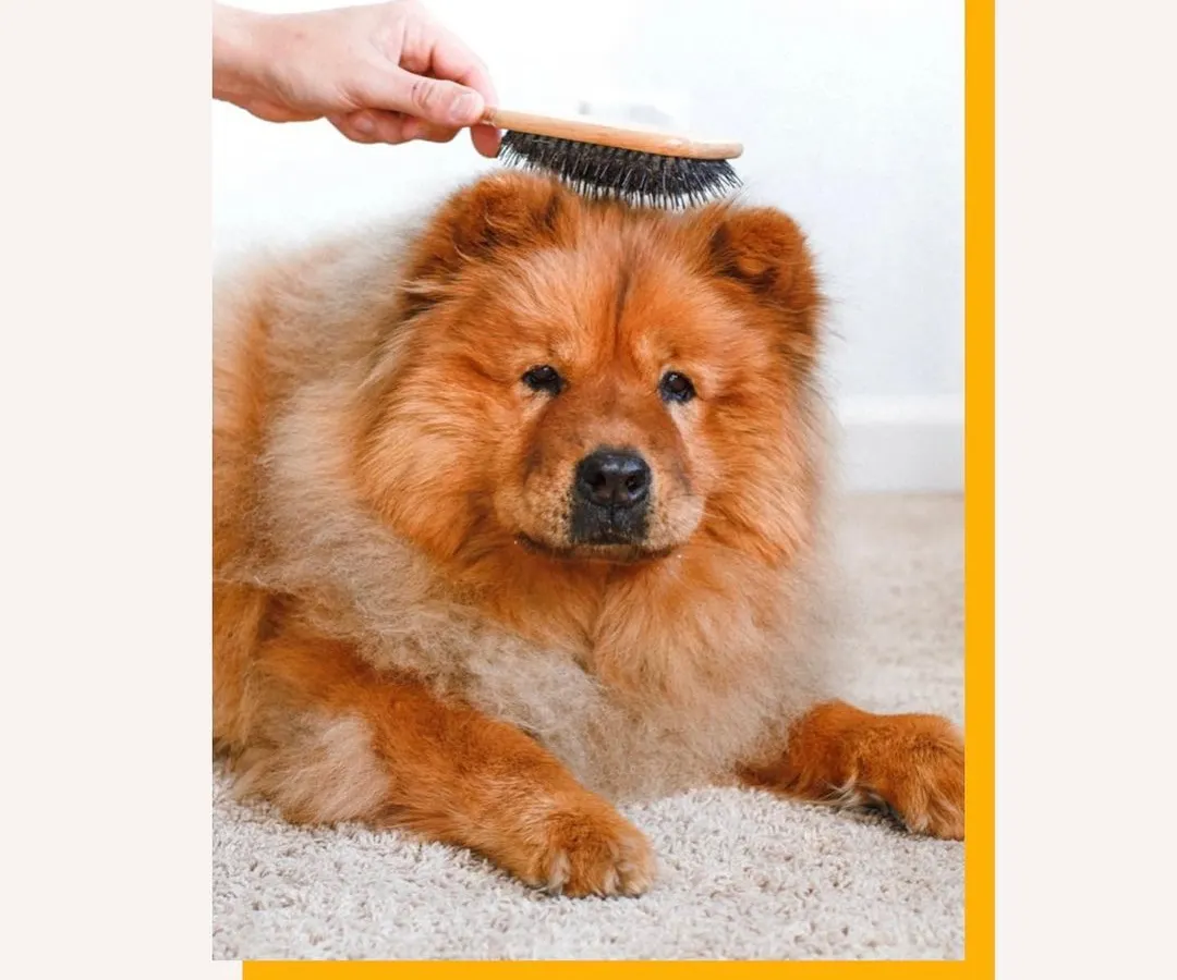 A regular brush-out is key to a healthy, tangle-free coat. We use professional-grade brushes suited for your pet's fur type, making it a relaxing and enjoyable experience for them.