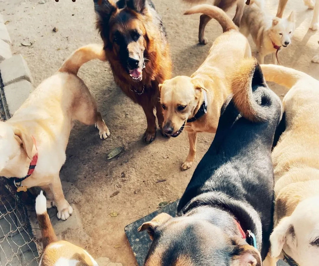 A happy pack is a healthy pack! This is what a typical day looks like at Petspace, full of dogs of all shapes and sizes making friends and enjoying social time. We love seeing them form their own little groups and welcome new members.