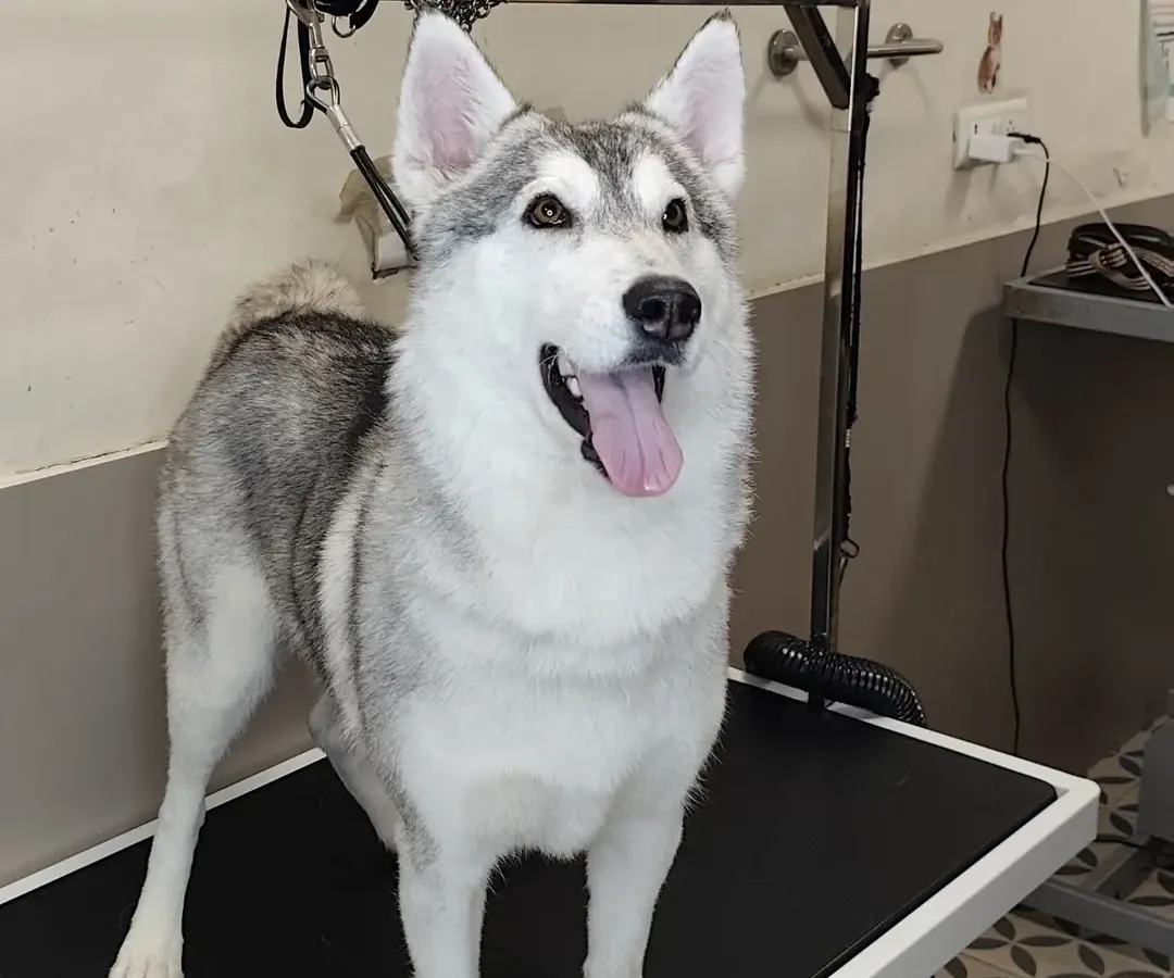 Here is a beautiful Siberian Husky looking majestic and proud after a full grooming session. We specialize in handling double-coated breeds, ensuring a thorough de-shedding process that leaves their coat healthy, clean, and significantly reduces shedding at home.