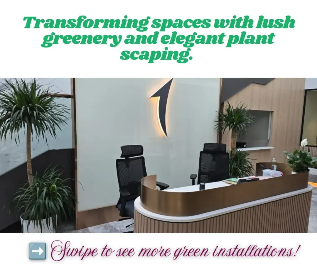 A professional and welcoming first impression is key. For this international bank's reception, we used elegant Dracaena plants to create a sophisticated ambiance that reflects their brand.