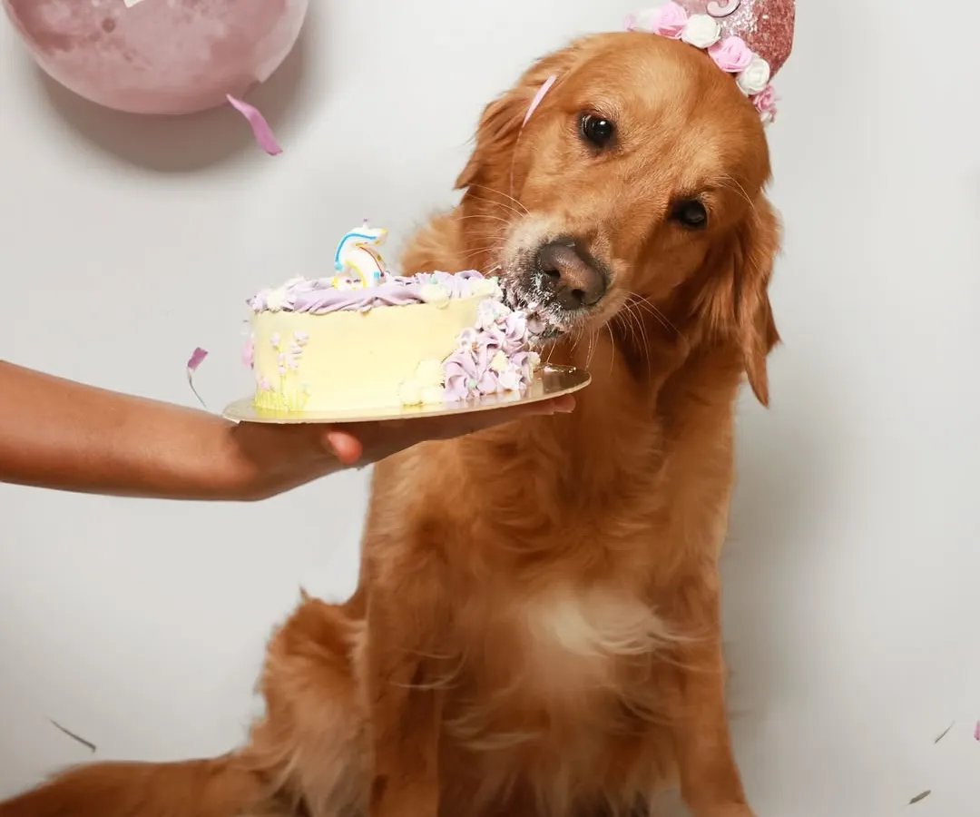 There's nothing quite like a birthday cake smash! This sweet golden retriever is celebrating her fifth birthday by diving face-first into a delicious, dog-friendly cake. I love capturing these messy, joyful, and unforgettable milestone moments.