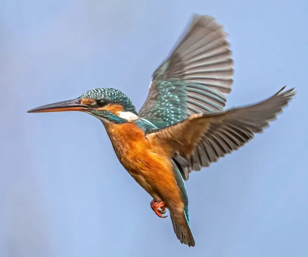Freezing the motion of a Common Kingfisher in mid-flight is a technical challenge that brings immense satisfaction. In my field sessions, I guide you on how to master shutter speeds and panning techniques to capture these fleeting moments of aerial grace.