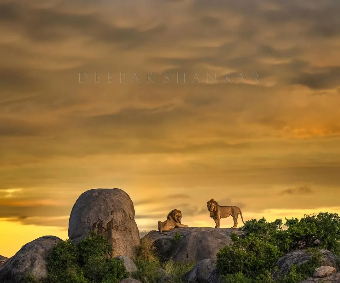 Every time I lead a trip to the Serengeti, this is the dream shot we chase. Two magnificent male lions surveying their kingdom from a kopje, bathed in the golden light of dawn. It’s a real-life Lion King moment, and witnessing it unfold is pure magic that never gets old.