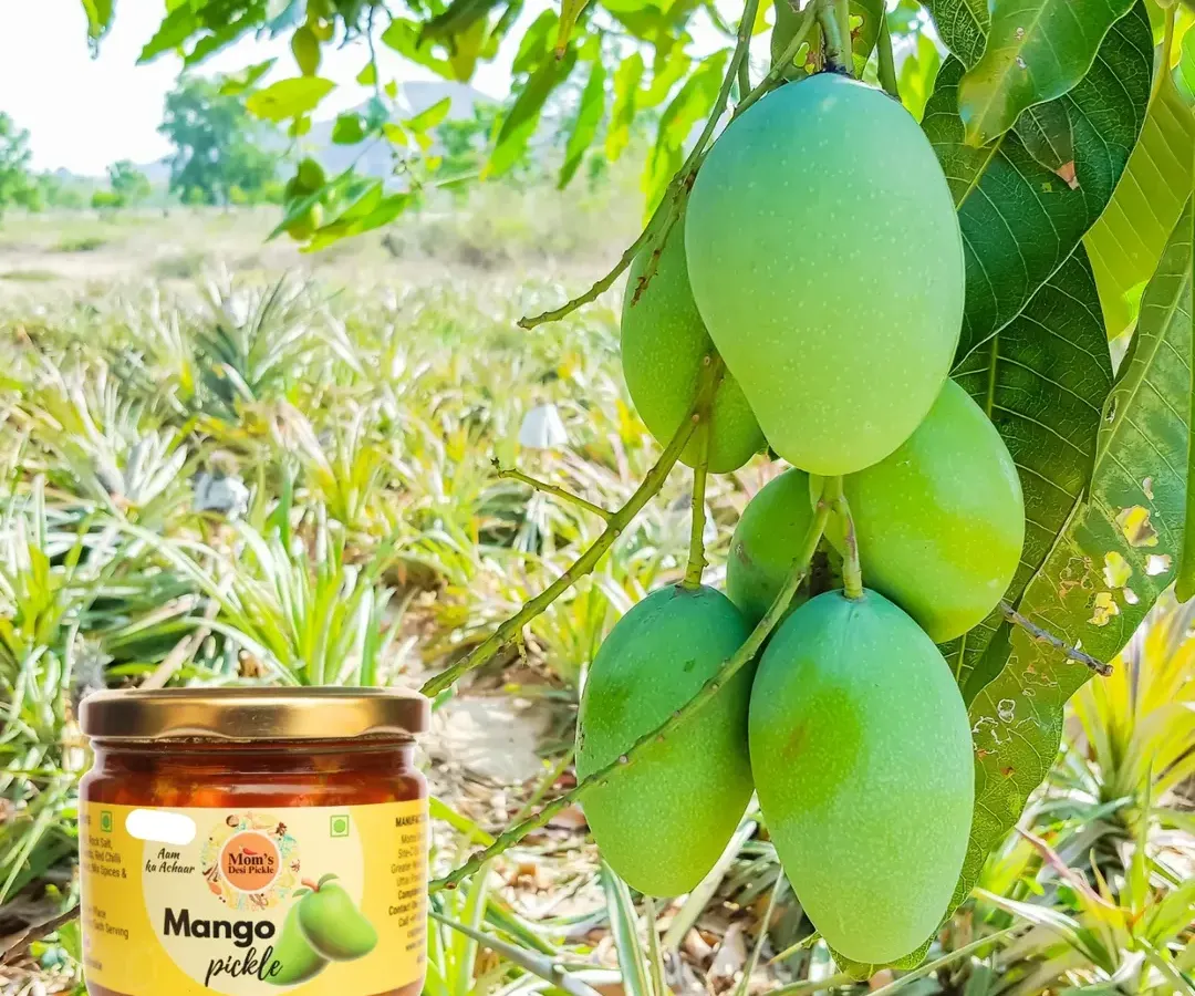 Our classic Mango Pickle starts with fresh, raw mangoes straight from the farm. This picture captures the journey from the tree to the jar, promising a taste that is pure and natural.