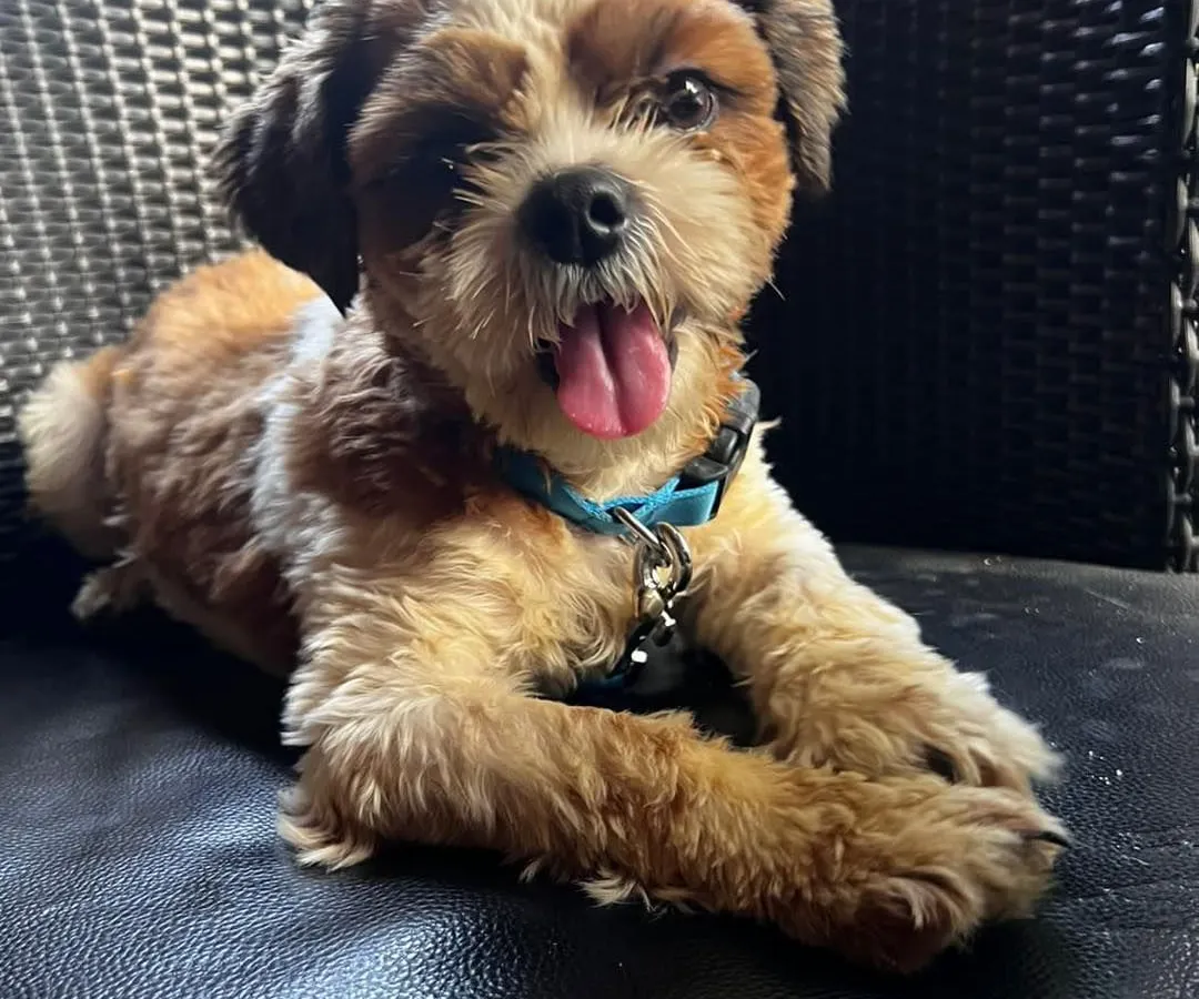 Meet this adorable 5-month-old Shih Tzu we rescued from a breeder. She is fully vaccinated, dewormed, and ready for a family that can offer her a wonderful life. Adopting a purebred dog like her is possible and helps combat unethical breeding practices.