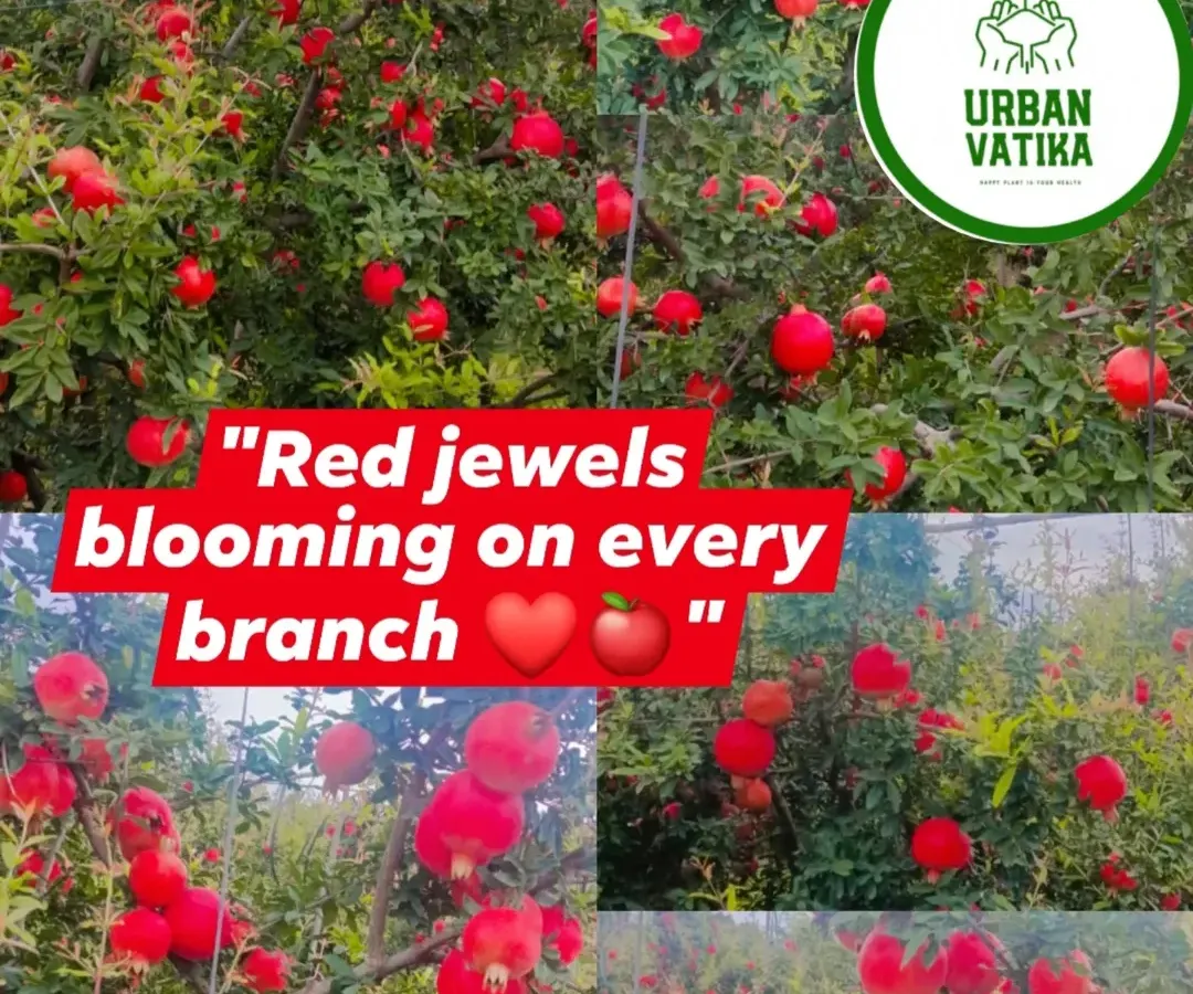 Imagine picking fresh pomegranates from your own garden. I specialize in providing healthy, fruit-bearing trees that thrive in our climate.