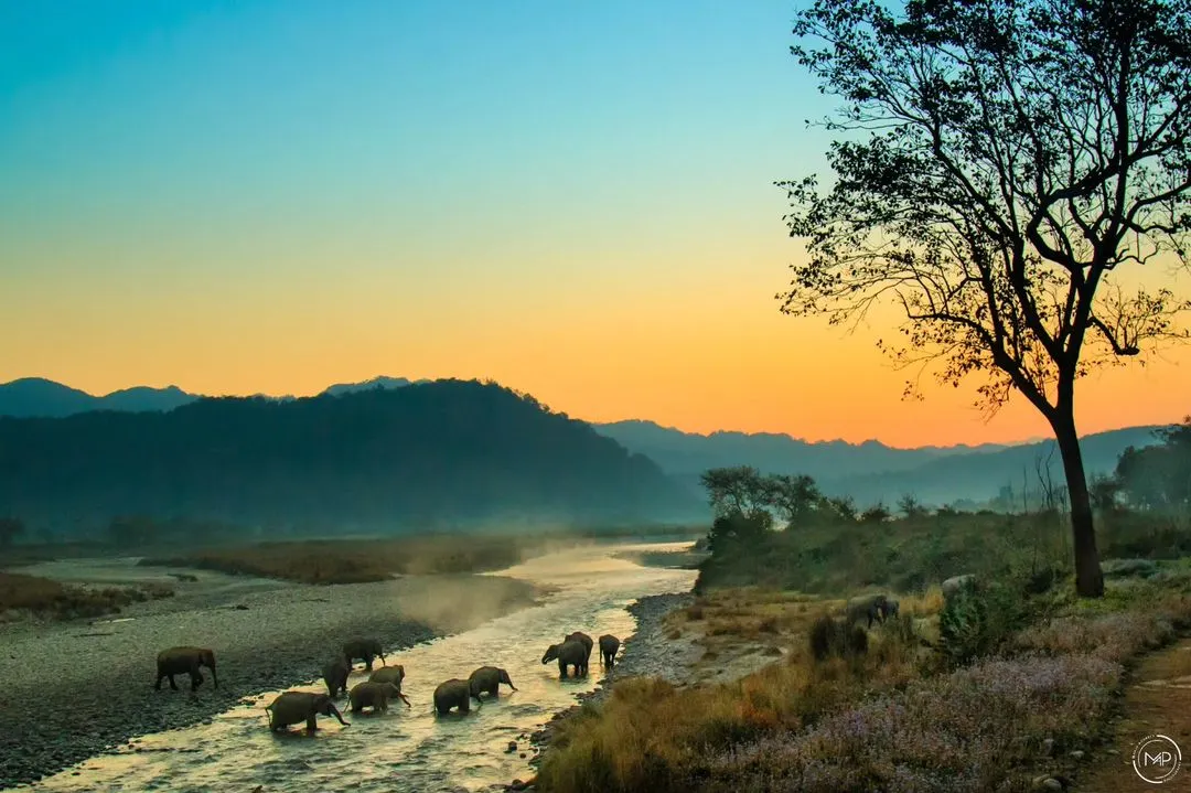 I call this one "Stairway to Heaven." Witnessing this herd of Asiatic elephants crossing the Ramganga River at dawn in Jim Corbett National Park was a spiritual experience. This wide, atmospheric shot is ideal for conservation stories or anyone needing to convey the majestic scale of the Indian wilderness.