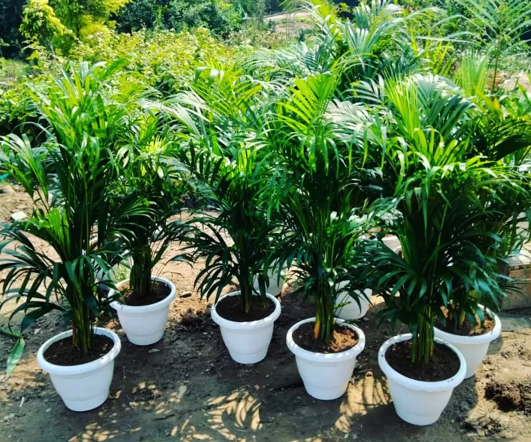 Here are some of our fresh Areca Palm plants, potted in simple white containers and ready for delivery. These are excellent natural air purifiers and one of the most popular choices for adding greenery to living rooms and offices in Noida. We sell them individually or in bulk for larger spaces.