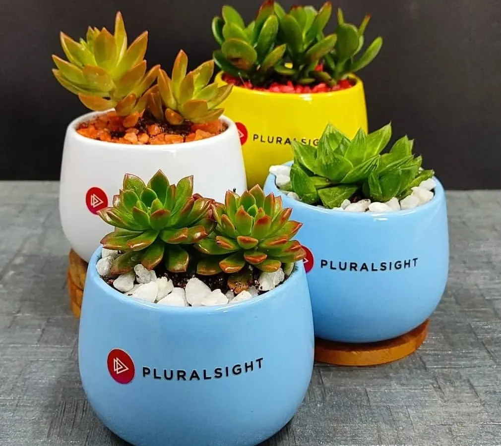We specialize in corporate green gifting. Here are some vibrant succulent arrangements in colorful ceramic pots, customized with the Pluralsight company logo, perfect for employee appreciation or client thank yous.
