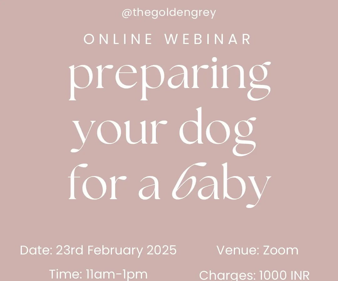 My signature online webinar is the perfect starting point for expecting parents or families with young children. I give you a clear, step-by-step plan to prepare your dog for your new baby, covering everything from the first introduction to daily routines.
