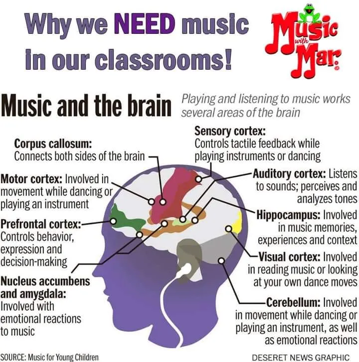Music education is a powerful tool for cognitive development. This chart shows how learning an instrument engages multiple areas of the brain, helping to improve motor skills, memory, focus, and emotional expression, which are key benefits of our music classes for special needs children.