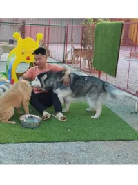 Dog Boarding & Daycare