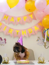 Custom Dog Cakes & Cupcakes