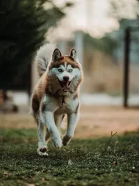 Dog Boarding