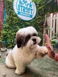 Dog Grooming