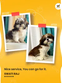 At-home Pet Grooming