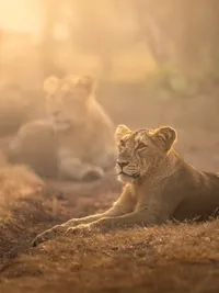Wildlife Photography Expeditions & Workshops
