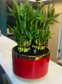 Plant Retail & Nursery
