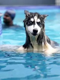 Supervised Dog Swimming